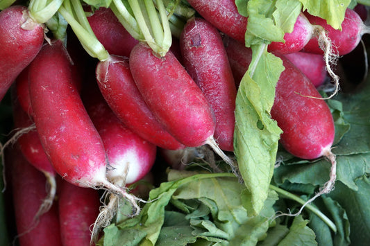 Radish, French Breakfast 3