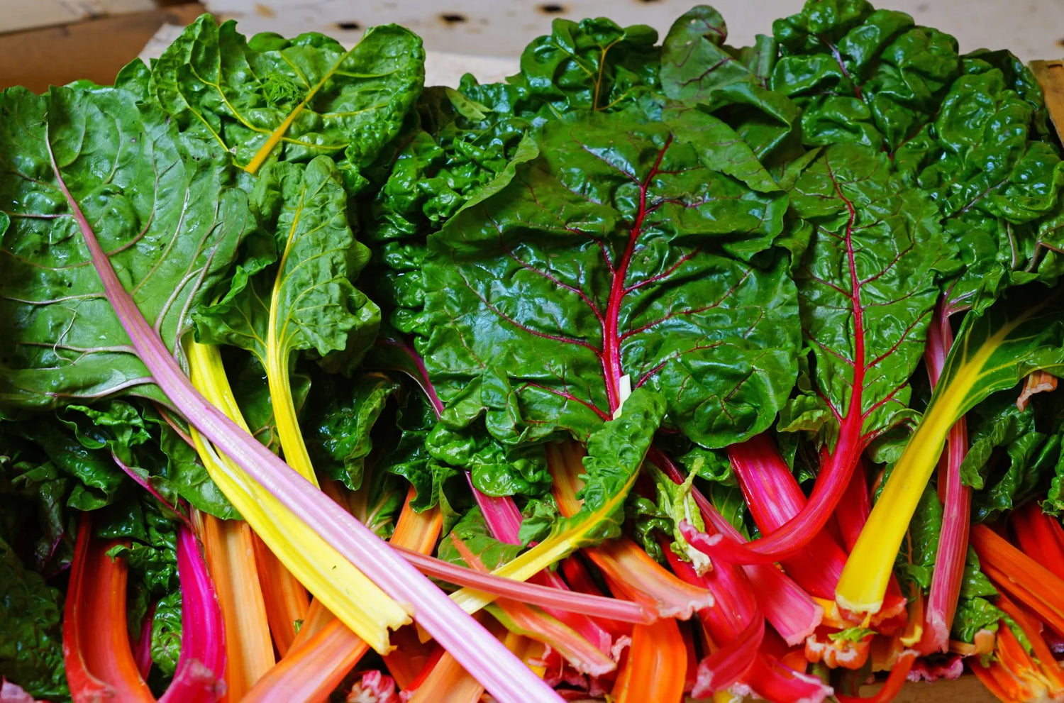 Growing Chards With Roses Swiss Chard Growing Guide | How to Sow, Grow & Harvest Swiss Chard ...