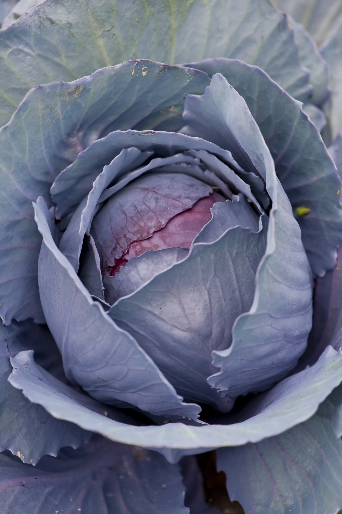 Cabbage, Red Drumhead