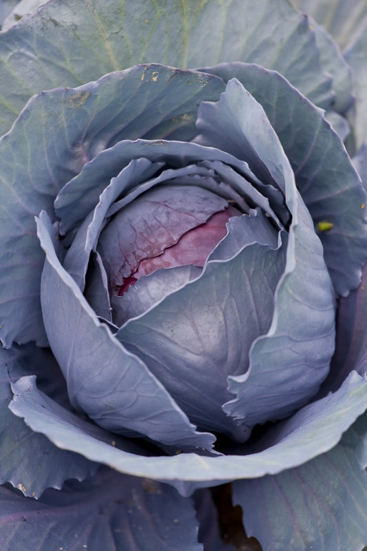 Cabbage, Red Drumhead