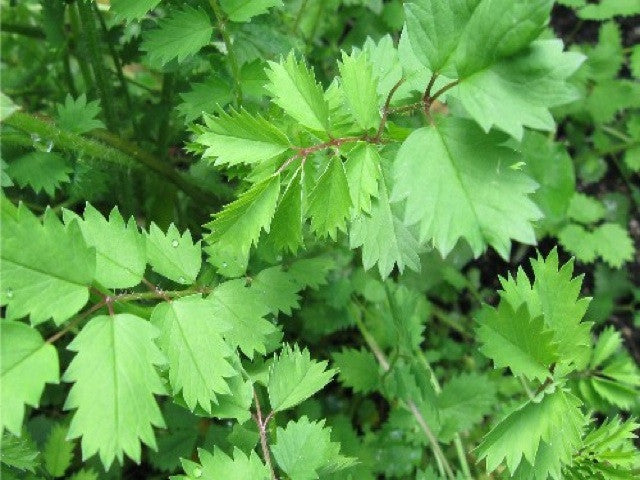 Sanguisorba minor (Salad Burnet)