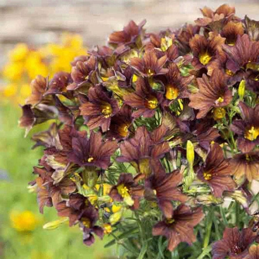Salpiglossis, Cafe Au Lait