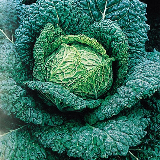 Savoy Cabbage, Vertus