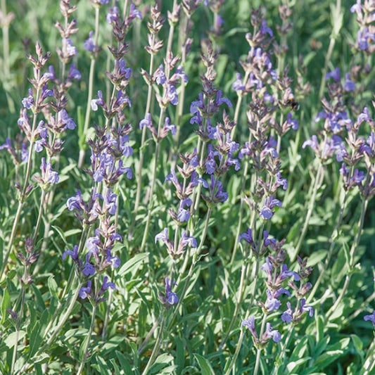 Spanish Sage