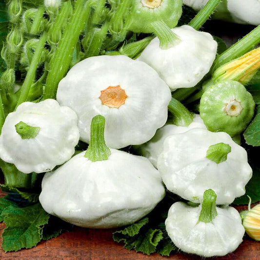 Sqash, Custard White (Patty Pan)