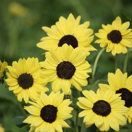 Sunflower, Soluna Lemon