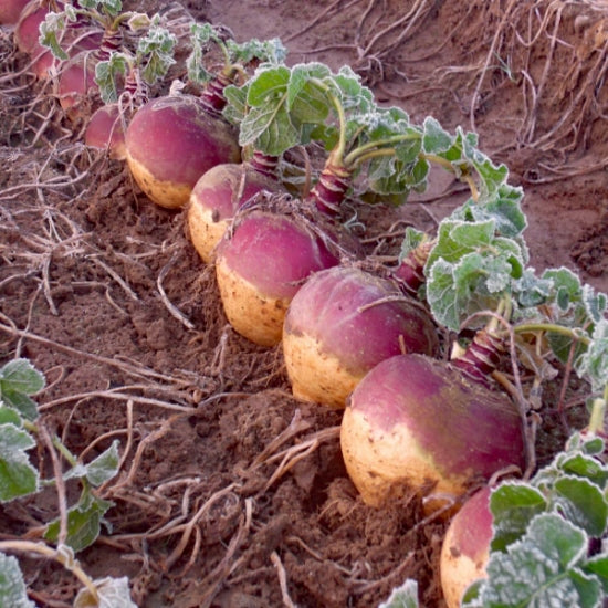 Swede Growing Guide | How to Sow, Grow & Harvest Swedes – Collie ...
