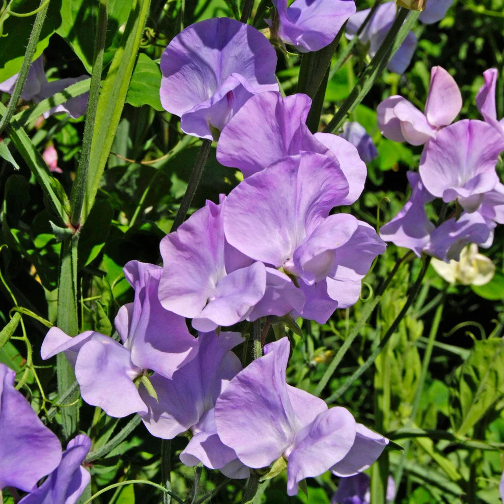 Sweet Pea, Spencer Leamington