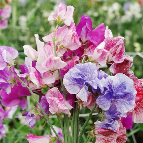 Sweet Pea, Spencer Mixed Stripes