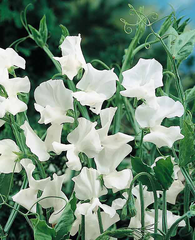 Sweet Pea, Spencer Swan Lake