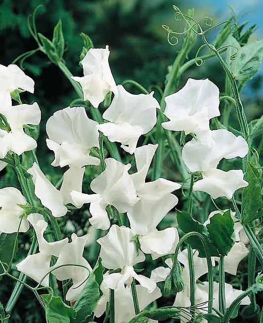 Sweet Pea, Spencer Swan Lake