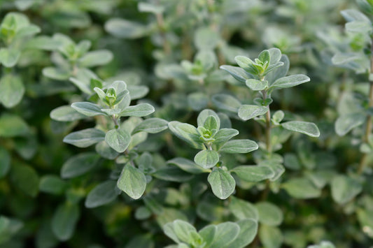 Sweet Marjoram