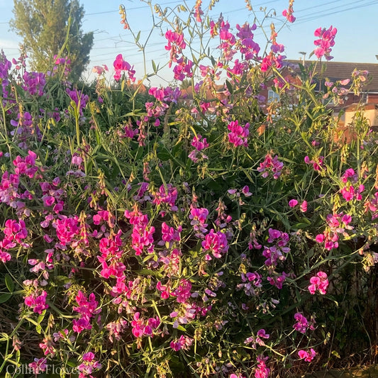 Pink everlasting Sweet Pea flowers in a garden setting
