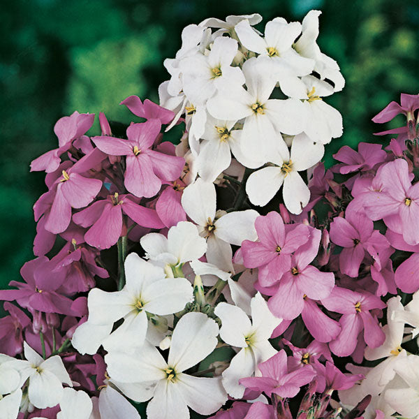 Sweet Rocket (Hesperis Matronalis), Crown Mix