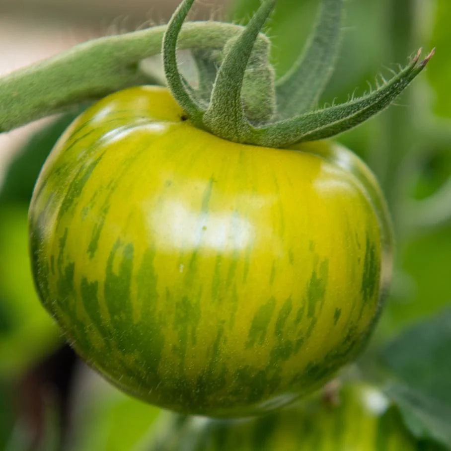 Tomato, Green Zebra