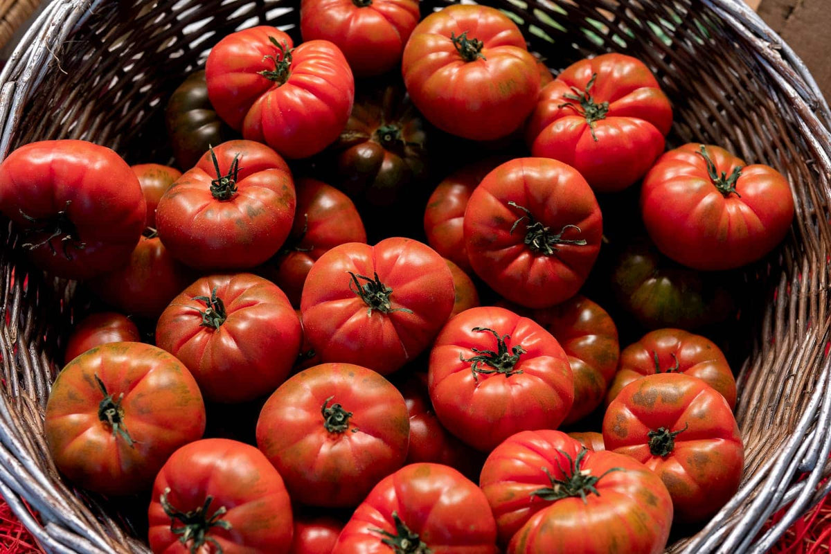 Tomato Blue Raff Tomato Raf Seeds | Buy Vegetable Seeds UK – Collie Flowers – Collie ...