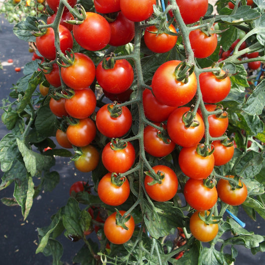 Tomato, Rubinka