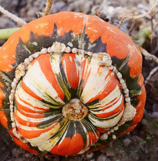 Squash, Turks Turban