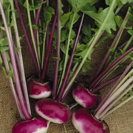Bunch of purple radishes with green leaves on a textured fabric background
