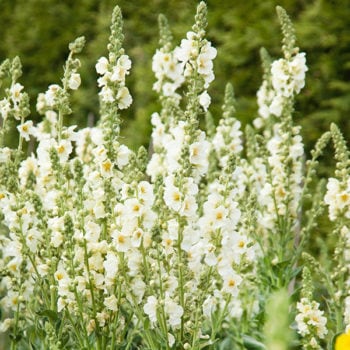 Verbascum, Snow Maiden