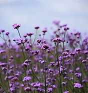 Verbena Bonariensis