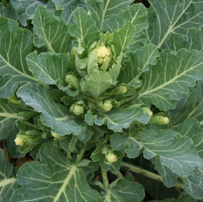 White Sprouting Broccoli, White Eye