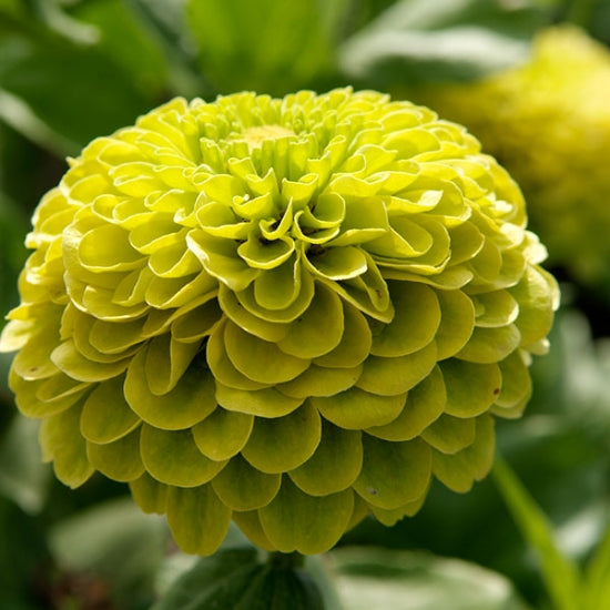 Close-up of Zinna Envy, a bright green flower with a blurred green background