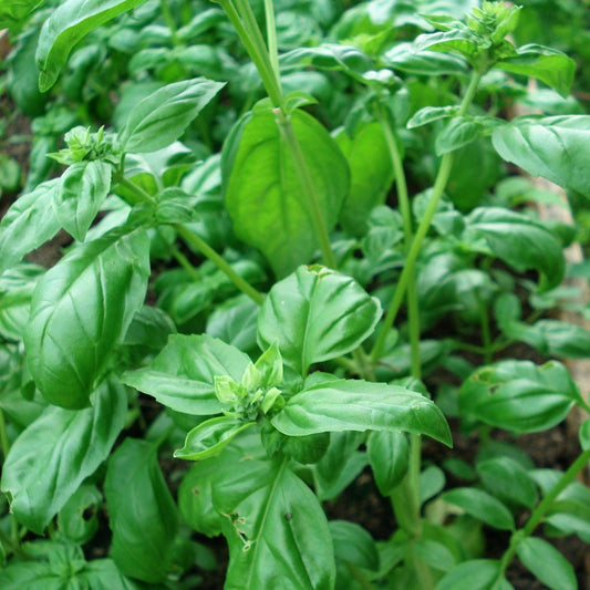 Close-up of a basil plant with green leaves