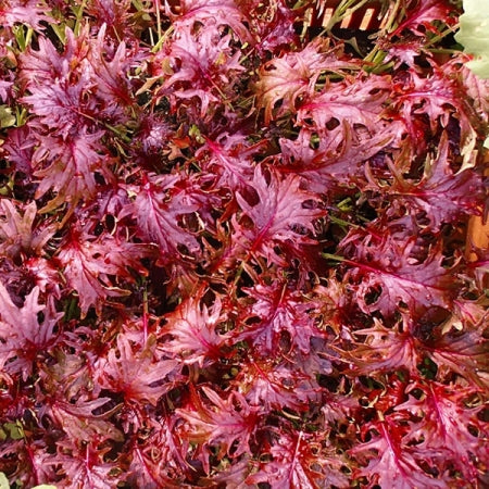 Borecole, Red Ruble