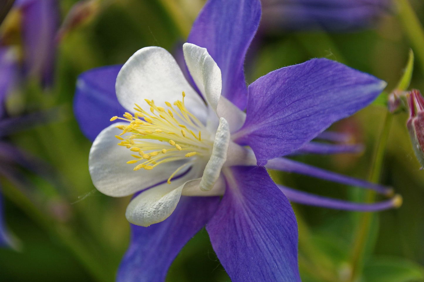 Aquilegia, McKana's Giant Mix