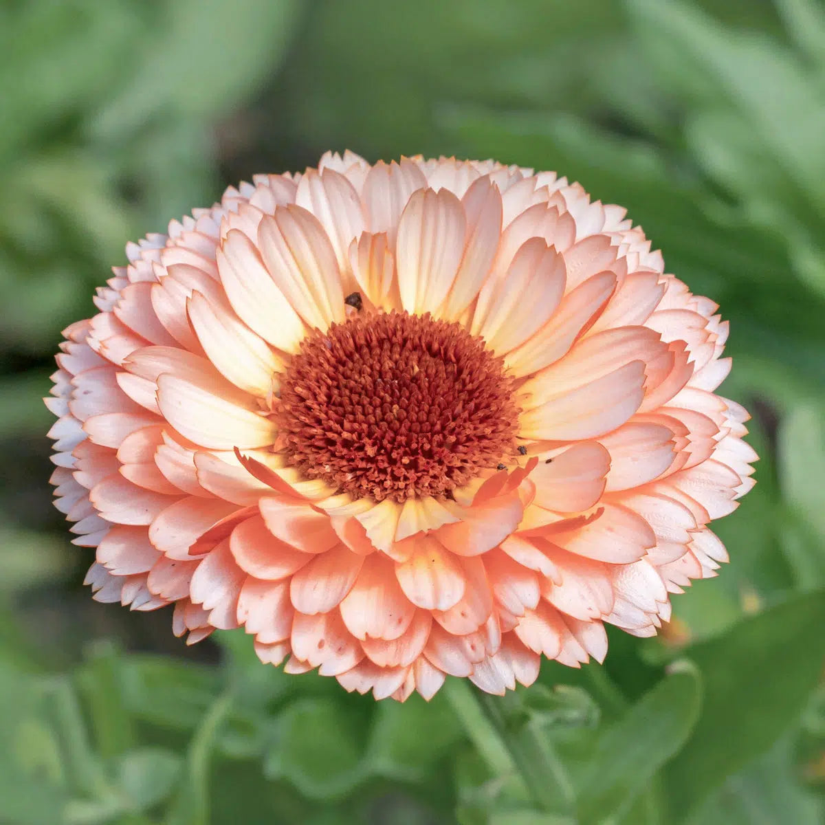 Calendula, Pink Surprise