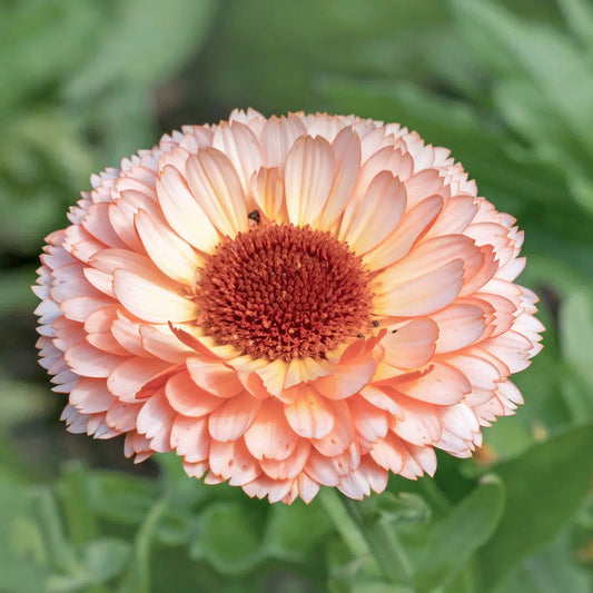 Calendula, Pink Surprise