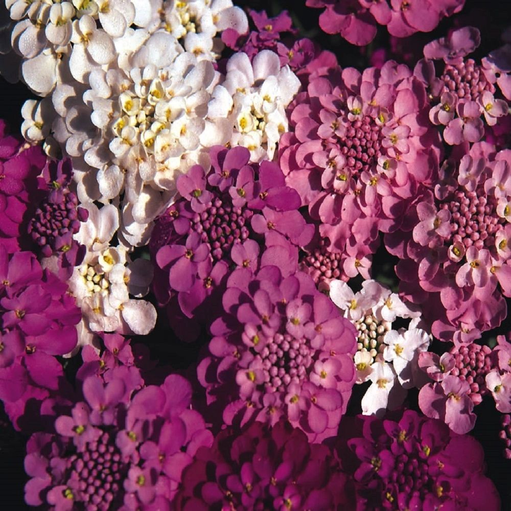 Candytuft, Crown Mix