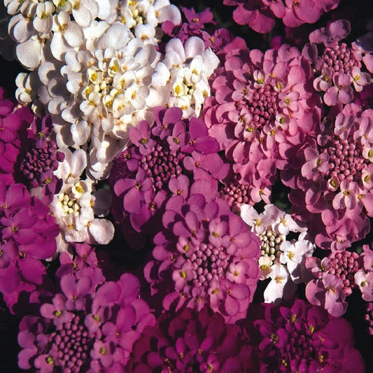 Candytuft, Crown Mix