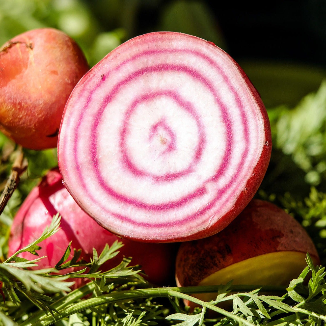 Sliced chioggia beetoot on a bed of green leaves