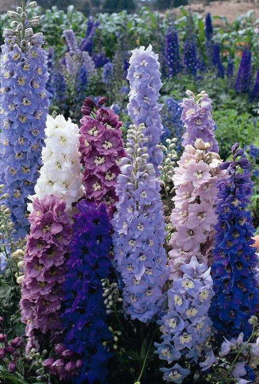 Delphinium, Round Table Mix