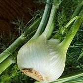 A close-up of a fresh fennel bulb with green stalks and feathery foliage on a dark wooden surface. 