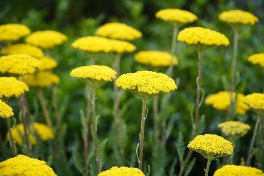 Yellow Achillea flowers with green leaves in a field