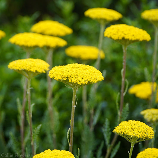 Yellow Achillea flowers with green leaves in a field