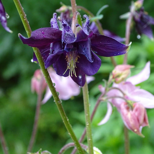 Close-up of a Aquilegia Barlow Mix r with green leaves and stems.
