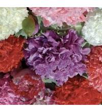Papaver somniferum, mixed