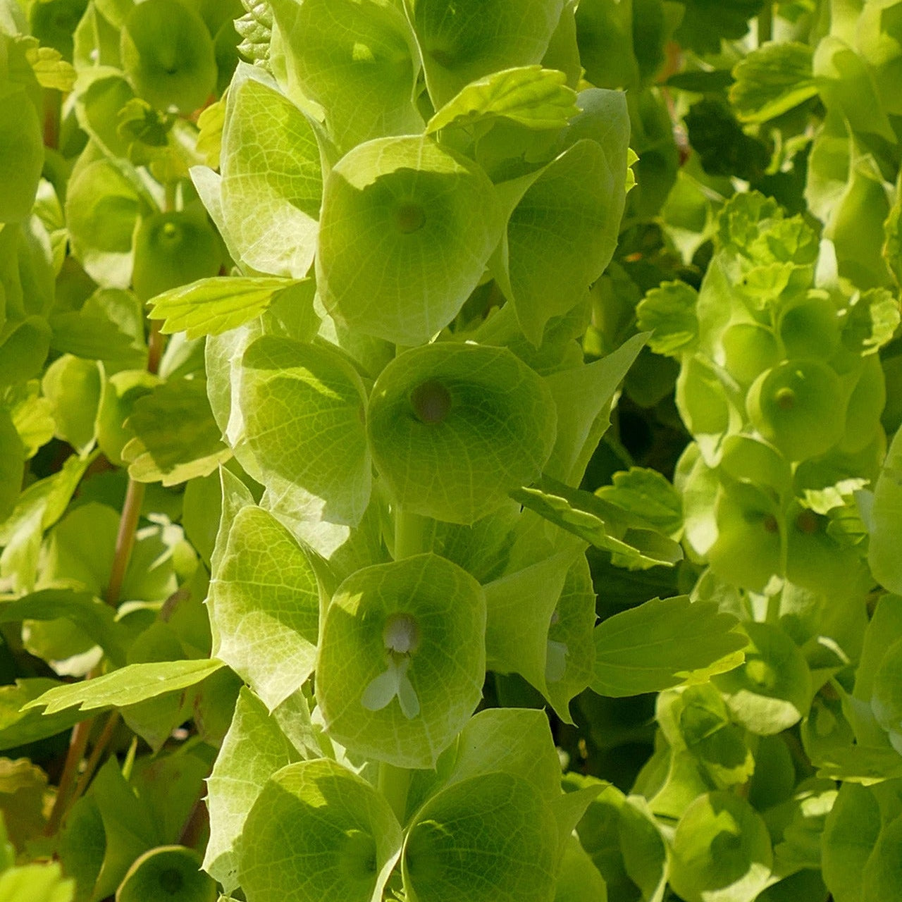 Close-up of Bells of Ireland with a blurred background