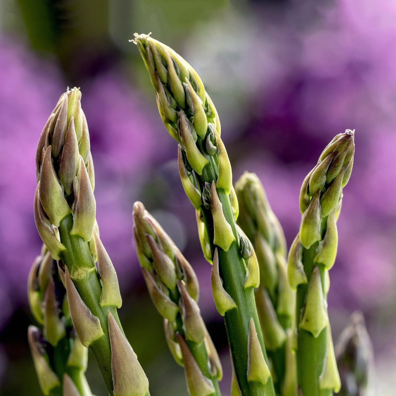 Asparagus