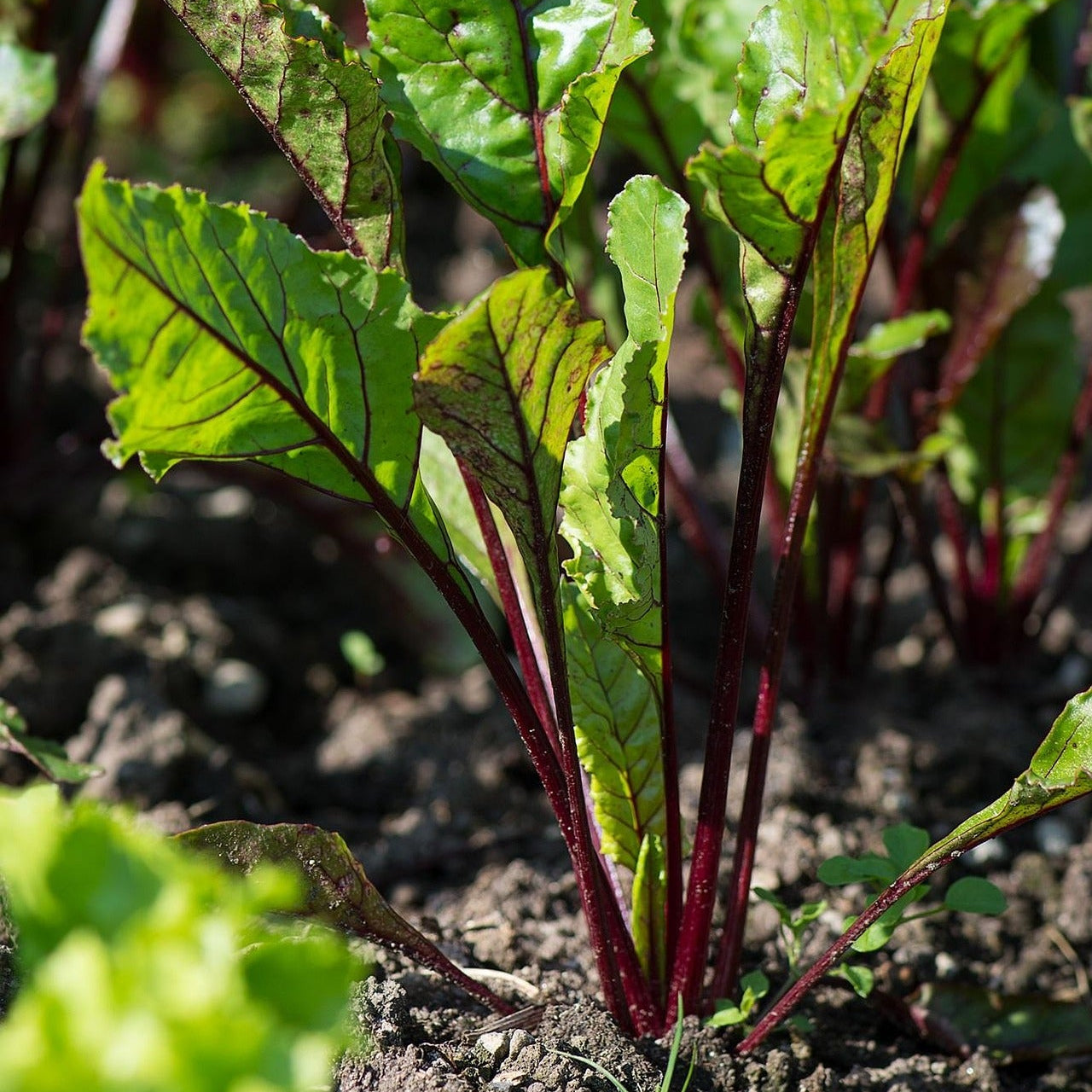 Close-up of beetroot leaves  growing in soil