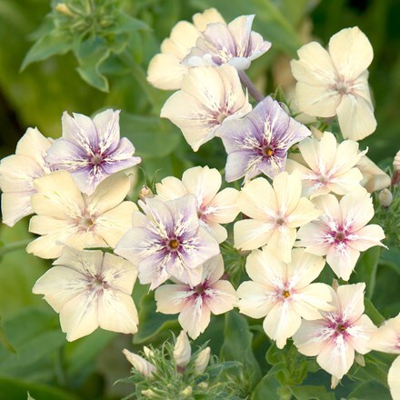 Close-up of Phlox Creme Brulee, with crean and purple flowers with green leaves in the background