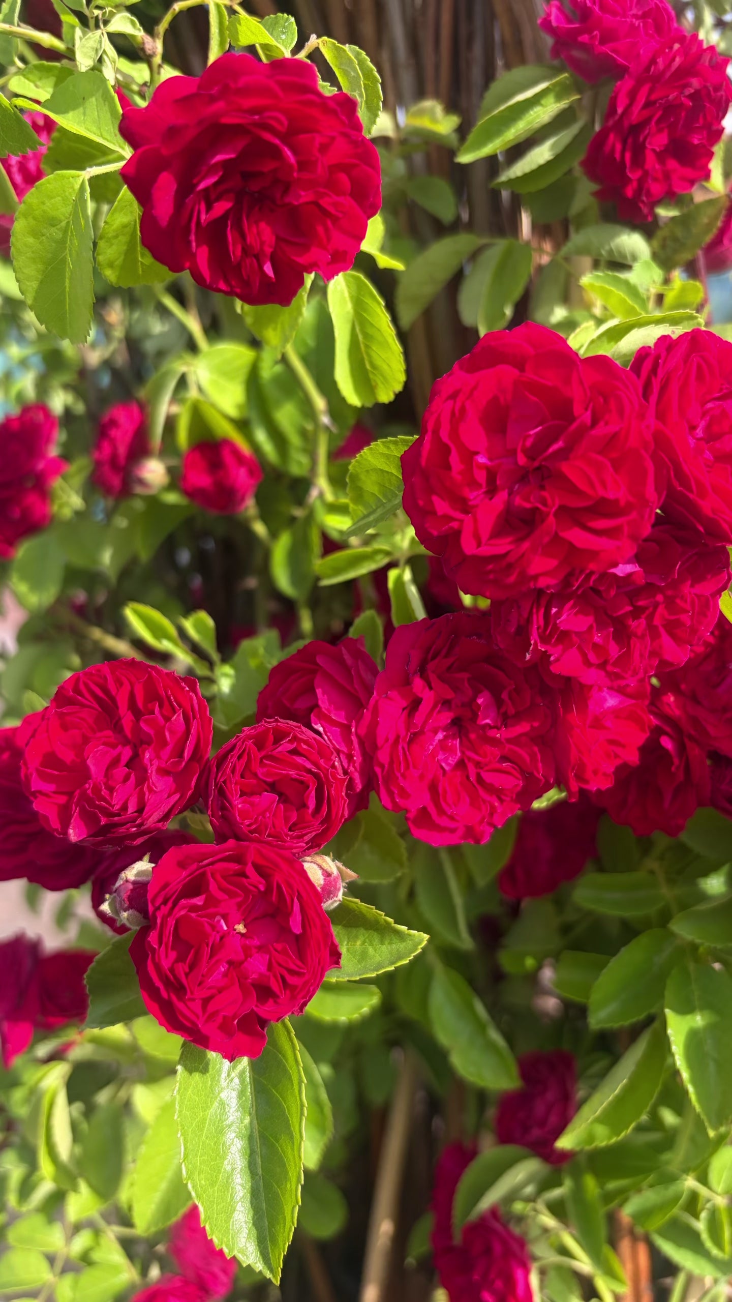 Load video: Flowers from Achilliea to Cornflower featured in the Folklorians Garden