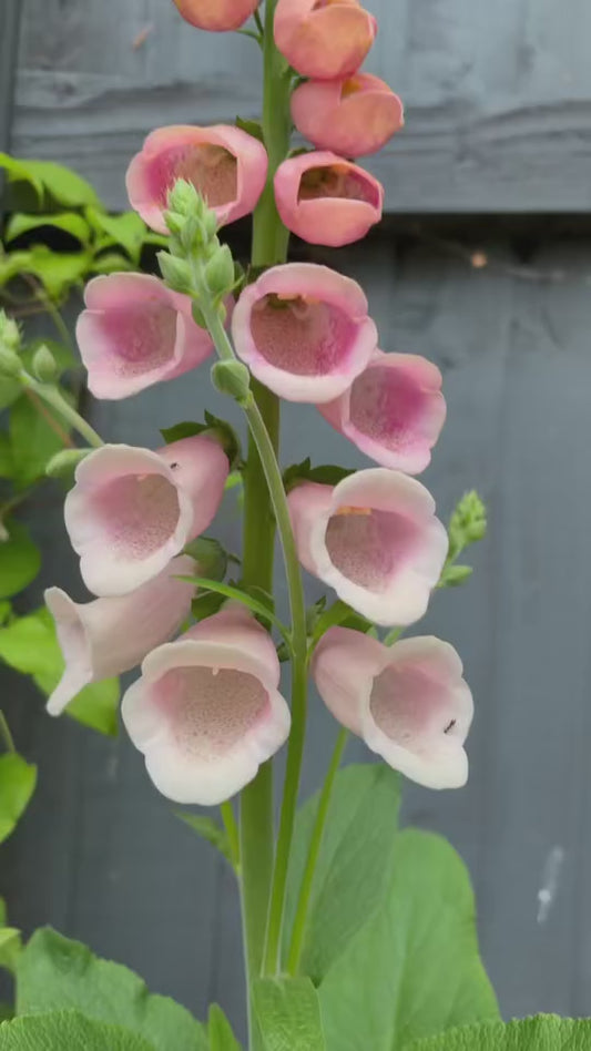 Digitalis, Apricot