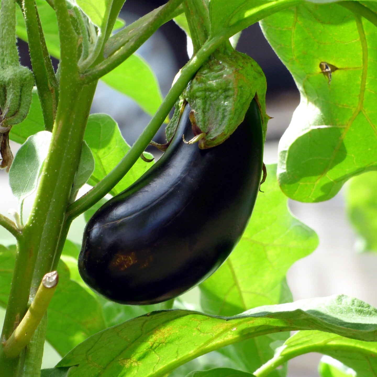 Ripe aubergine hanging from a plant with green leaves