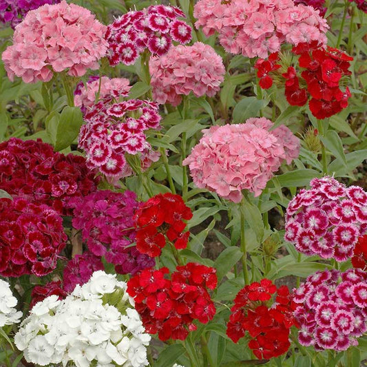 Sweet William, Auricula Eyed Mix