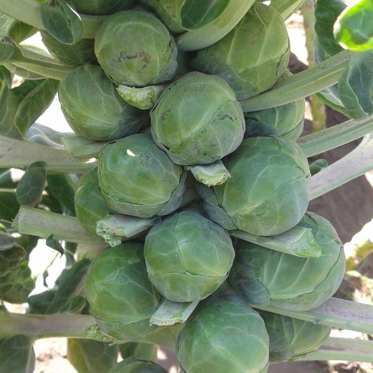 Close-up of a cluster of green brussels sprouts on a plant.